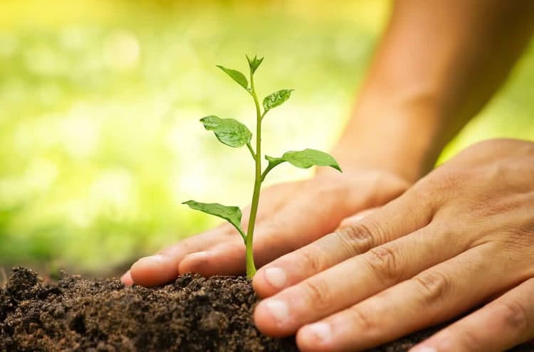 Plant a Memory, for a Super Green Diwali