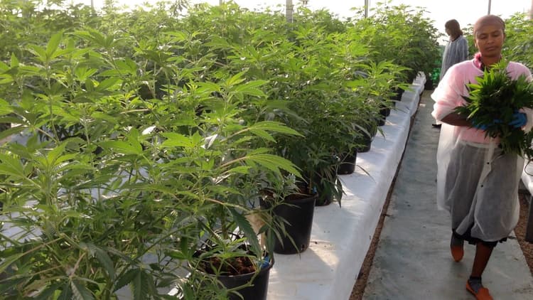 Jammu's Groundbreaking Cannabis Medicine Project